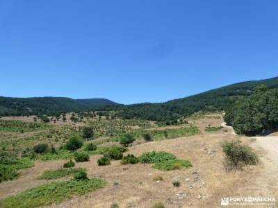 Pinares a la sombra de Peña Quemada; lugares cercanos a madrid para visitar diccionario montaña pala